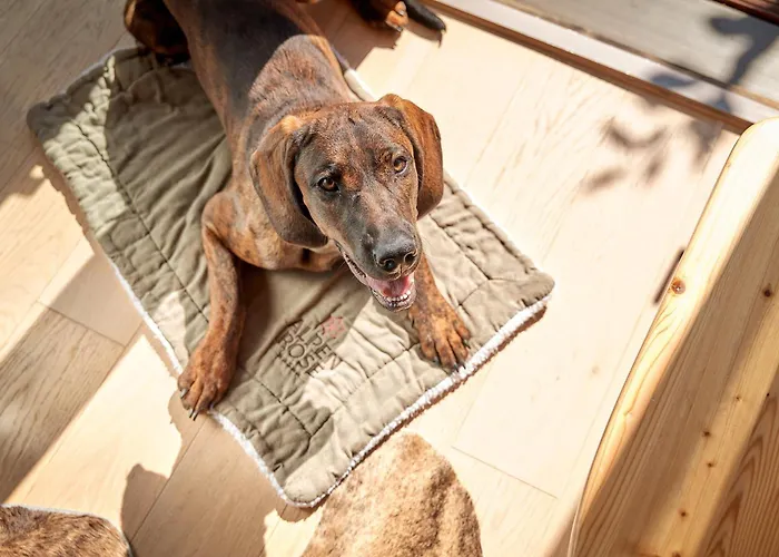 Aktiv & Alpenrose Hotel Schruns